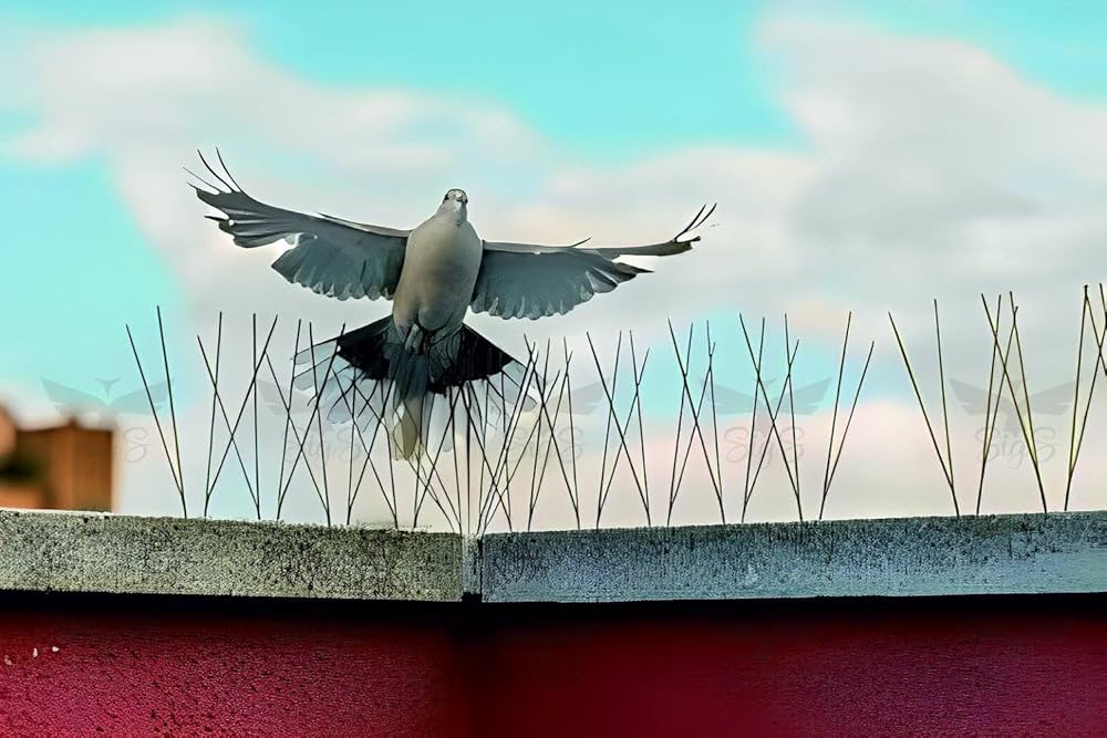 bird spikes 1