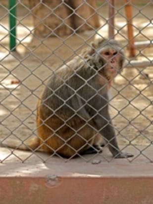 Monkey nets 1
