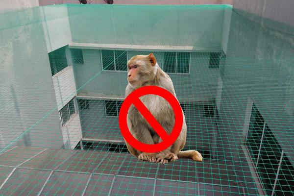 Monkey safety nets 2